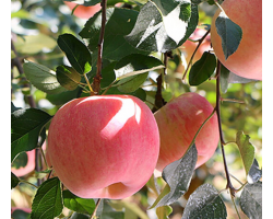 新鲜红富士苹果 水果 2.5斤装 京东生鲜 2.5斤